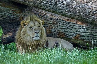 Lion resting