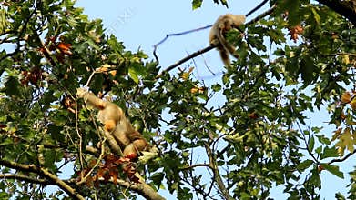 Black howlers in the top of the trees