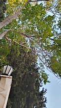 Green Tree Canopy and Street Lamp Under Blue Sky