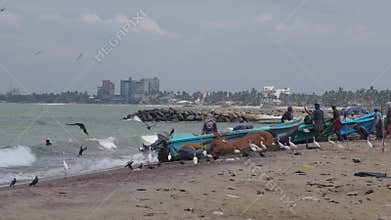 Fishermen unload their catch from old boats, editorial video