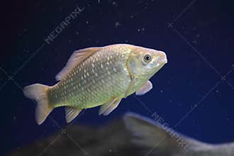 Crucian carp