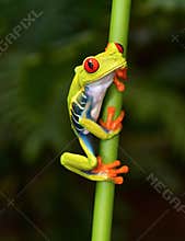 Red eyed tree frog on branch, cahuita, costa rica