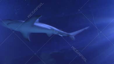 Close up of a shark