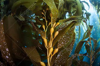 Giant Kelp in Detail