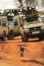 African wild dog walks away from jeeps