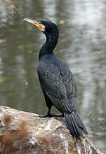 Grand Cormorant