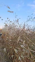 Dry Grass and Wheat Plants Against Blue Sky at Sunset