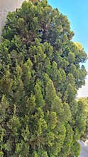 Dense Green Cypress Tree Foliage Texture Background