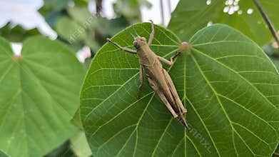 A Giant in the Greenery: The Bombay Locust