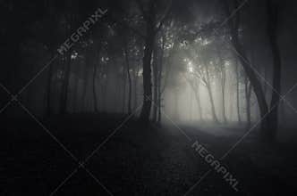 Deep dark woods on Halloween night