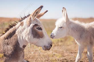 Mom and baby donkey
