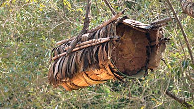 Beekeeping With Traditional Wicker Basket, Log and Skep Beehive under calm daylight, bees, tree, karakovan, insect
