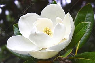 White flower of a magnolia