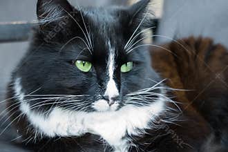 Black and white fluffy cat