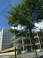 Urban office building under construction beside leafy street tree, with