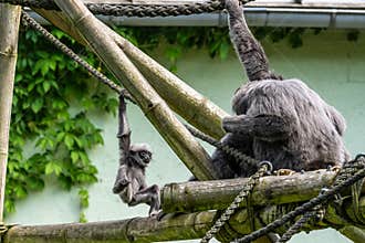 Family of Silvery gibbon, Hylobates moloch in a German park