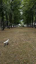 Small white shaggy dog walking across leaf covered grass in quiet tree