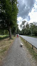 Tree lined walking path beside quiet roadside with small dog and people