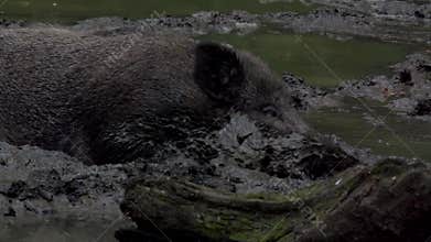Wild boar in the dirt