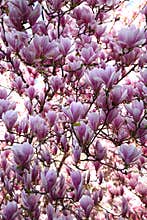 Magnolia in bloom