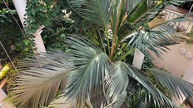 Enormous Areca palm fronds spread beneath glass canopy in tropical