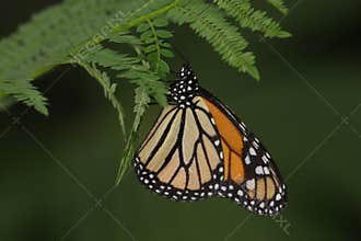Monarch butterfly