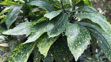Close up shot reveals yellow spotted leaves of Aucuba japonica