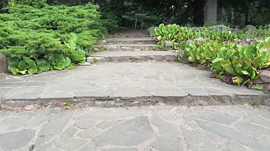 Stone staircase ascends through green juniper bushes in peaceful botanical