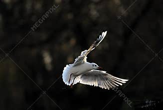 Seagul fling under sun light