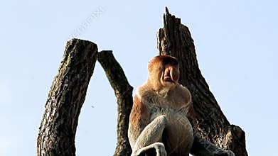 Attention catching proboscis monkey