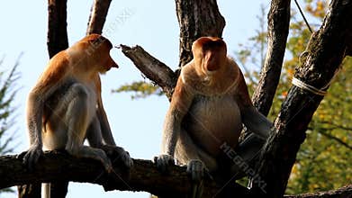 Couple of proboscis monkeys