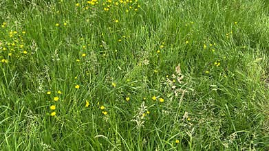 Close-Up of Green Dutch Meadow Grass with Wildflowers and Native Plants