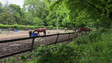 Horses in Sandy Paddock at Amsterdamse Bos near Amsterdamse Manege, Netherlands