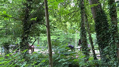 Horses in Sandy Paddock at Amsterdamse Bos near Amsterdamse Manege, Netherlands