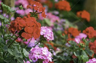 Red Geranium flowers