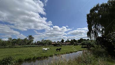 Countryside pasture with horses grazing under scattered clouds and blue sky