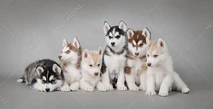 Husky dog puppies