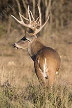 Portrait photograph of a beautiful whitetail buck