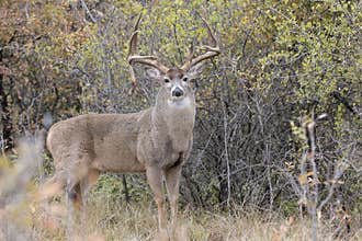 Drop tine whitetail buck in full rut
