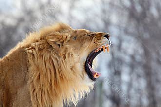 Lion roar