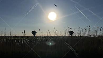 sun shining brightly over open field with tall grass in serene aerial
