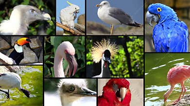 Portraits of birds, collage