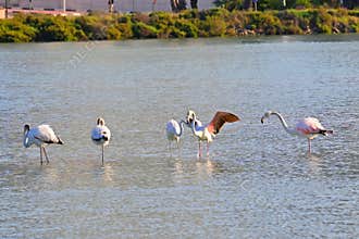 Landscape with a flock of pink flamingos , Phoenicopterus roseus in a salt lake , Calpe , Spain