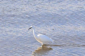 Little Egret, Egretta garzetta , wading in water with reflection