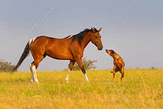 Dog and horse