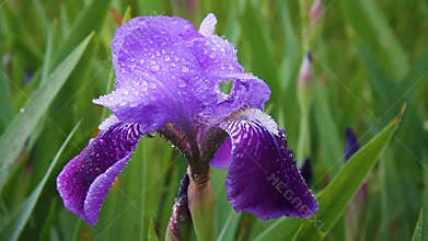 Wet Purple Bearded Iris Loop