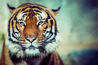 Close-up of a Tigers face.