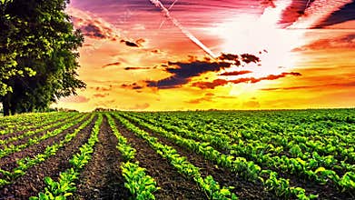 Beautiful sunset over agricultural field with sugar beet. Slider shot