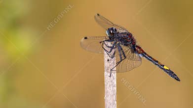 Large white-faced darter perched on stick