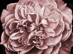 A faded pink large rose